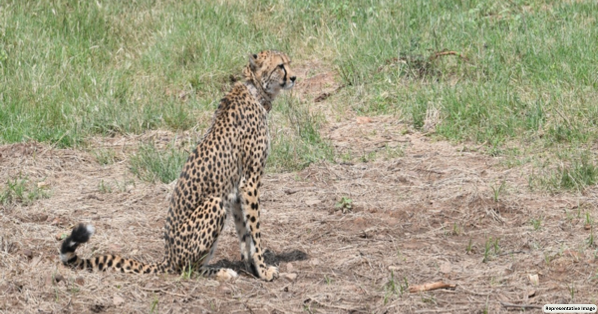 Expected such mortality rates: South Africa Govt on cheetah deaths at Kuno National Park